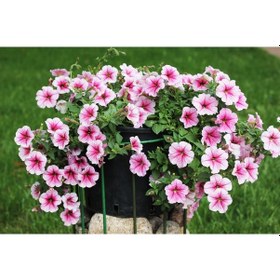 Resim Petunya – Kahkaha Çiçeği (Askılı Saksıda) 