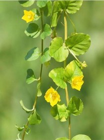 Resim Lysimachia Nummularia Sarı Çiçekli Zemin Örtücü Altın Kolye Çiçeği 30-40cm 