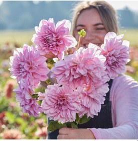 Resim Xxl İri Çiçekli Lavender Perfection Dahlia Yıldız Çiçeği Soğanı Yumrusu 1 Adet 
