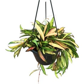 Resim Hoya Wayetii 'tricolor' Mum Çiçeği Ø14 Cm Y25-30 Cm 