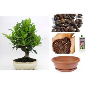 Resim Defne Ağacı Bonsai Ekim Seti Tohum,toprak,saksı,bitki Besini 