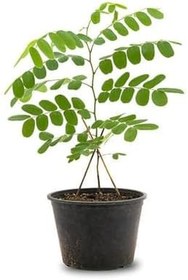 Resim Videolu Mis Kokulu 1 Adet Defne Ağacı Fidanı 60-120Cm SaksılıTüplü (Laurel Tree Sapling) 