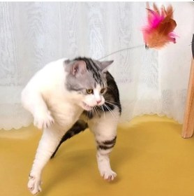 Resim Boyuna Takılan Kedi Oyun Oltası 