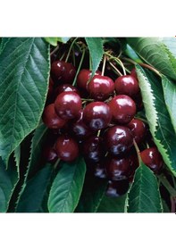 Resim Tüplü 4 Yaş Napolyon Ziraat 900 Kiraz Fidanı Boy 180-200 Cm 