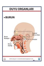Resim Edulab Duyu Organları Levhası Burun 