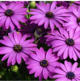 Resim Bodrum Papatyası 3 Adet Saksıda Çiçek Mor-Pembe Renkli 