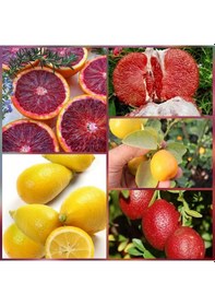 Resim 5 Li Aşılı Özel Narenciye Fidanı Pakedi Kan Portakal. Limequat. 