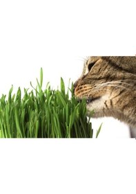 Resim Kedi Çimi Tohumu Ortalama 10.000 Adet 