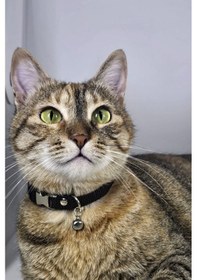 Resim Ayarlanabilir - Sesli Zilli- Siyah Kedi Tasması 12 Farklı Renk Seçeneği -kedi Boyun Tasması 