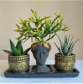 Resim Haworthia Zebra & Haworthia & Rhipsalis 3'lü Sukulent Seti | Helen Siyah & Gold Seri 