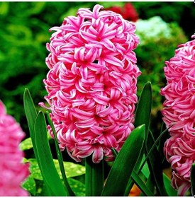 Resim Hollywood Pembe Pearl Sümbül Soğanı 10 Adet 