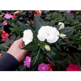 Resim Beyaz Katmerli Cam Güzeli Çiçeği - 5 Adet Canlı Çiçek 