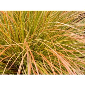 Resim Carex Testecea 5 Adet - Otsu Yer Örtücü Bitki 