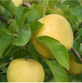 Resim Tüplü Aşılı Aromalı Leziz Bol Sulu Yarı Bodur Golden Elma Fidanı 