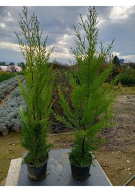 Resim 8 Adet Limon Çamı, Limon Servi 80-100 Cm. Siyah Saksıda 