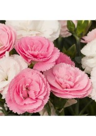 Resim Sweet Pleasure Pastel Light Pink Kokulu Karanfil Fidesi 1 Adet 