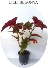 Resim Kırmızı Çiçekli Çilli Begonya Çiçeği 1 Adet Saksılı 20-40Cm Salon Balkon Çiçeği 