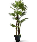 Resim Üç Gövdelli Yapay Yelpaze Palmiyesi Siyah Plastık Saksı 