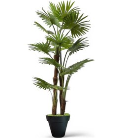 Resim Üç Gövdelli Yapay Yelpaze Palmiyesi Siyah Plastık Saksı 