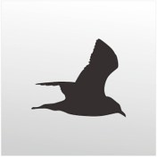 Resim Folyo Sticker Martı 80cm Uzunluk Siyah 