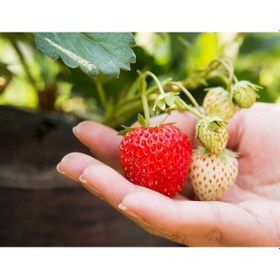 Resim Çilek Fidesi Salkım Çilek Yediveren Çilek Fidanı Açık Kök Adet Se 10 ADET 