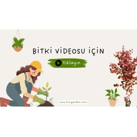 Resim Kaktüs Sukulent Toprağı 20 Lt - 7'li Özel Karışım Akıllı Gübre Ka 