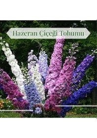 Resim 20 Adet Tohum Organik Hobi Bahçe Hazeran Çiçeği Tohumu Saksı Topr 