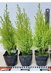 Resim Fomlu Kokulu Limon Servi Fidanı Tüplü 10 Adet 15-25cm Dış Mekan Ağacı 