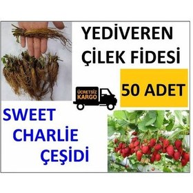 Resim 50 Adet Çilek Fidesi Yediveren Swett Çarli 12 Ay Dikim 
