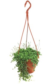 Resim Bitkim Sende Videolu Tesbih Çiçeği Bezelye Kolyesi 1 Adet Saksılı 20-40 Cm Iç Mekan Bitkisi (SENECİO ROWLEYANUS) 