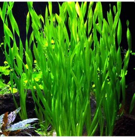 Resim Dev Saz Vallisneria 1 Saksı Akvaryum Bitkisi Akvaryum Bitkileri 1 Bağ-Saksı 