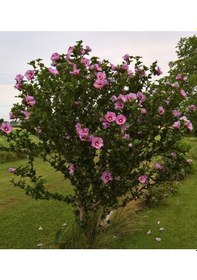 Resim Gül Hatmi Fidanı 3 Adet 50-70 Cm 