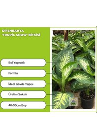 Resim Difenbahya 'tropic Snow' Bitkisi 40-50cm 