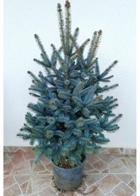 Resim Aşılı Mavi Ladin Fidanı 125 cm 