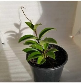 Resim Mum Çiçeği Fidesi Köklenmiş Hoya Pembe (Saksılı 10-15Cm), FideBitki155 