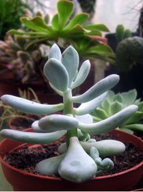 Resim Bitkim Sende Pachyphytum Glutinicaule Sukulent Bitki 