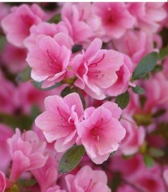 Resim Açelya Çiçeği Pembe 30-50 Cm 